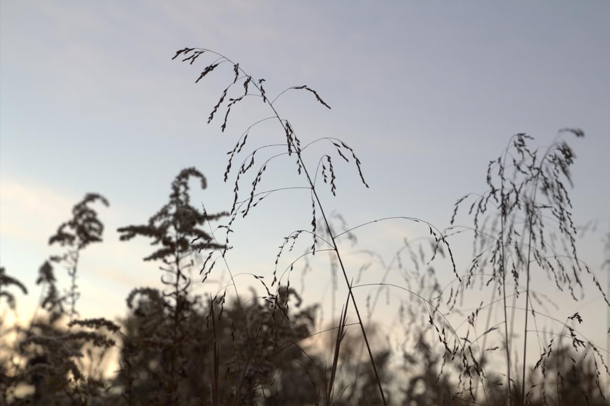 Tops of grasses at sunset